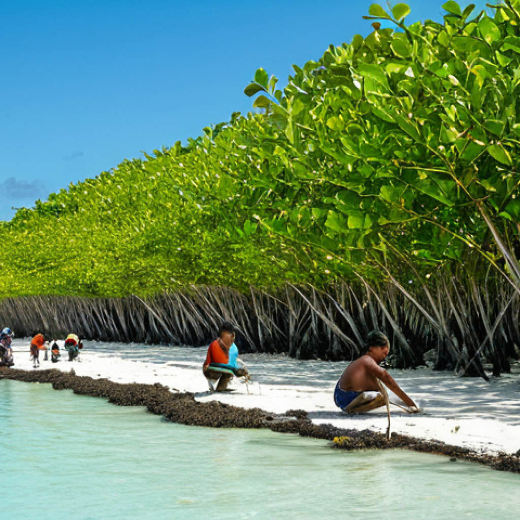 키리바시 지속 가능한 개발 계획 - "A wide shot of Kiribati coastline featuring replanted mangrove trees protecting the shore, clear bl...